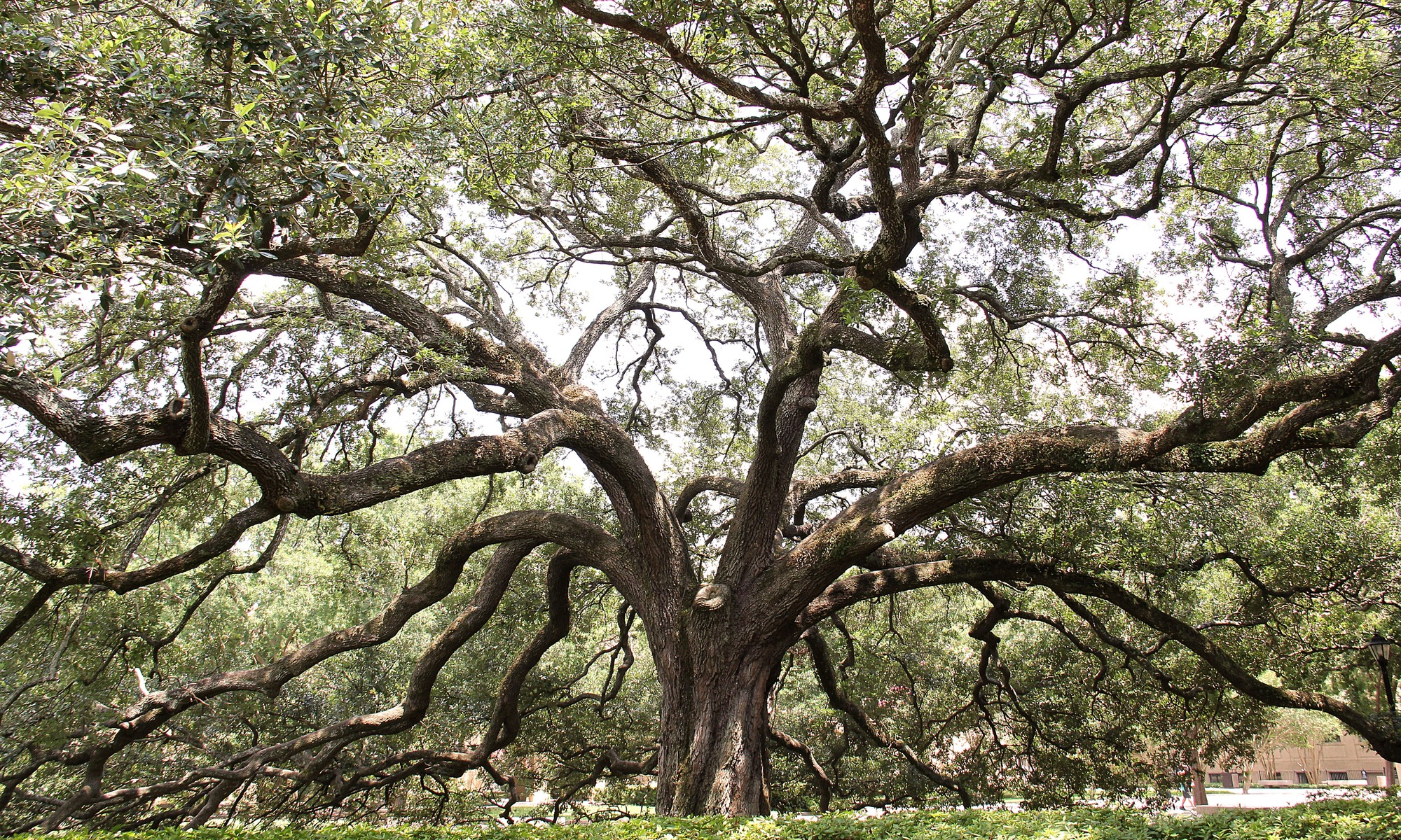 Arbre généalogique remarquable